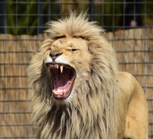 lion-721836_1280